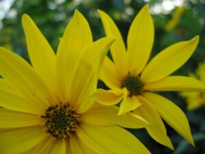 Topinambur ist eine besondere Pflanze. Er ist sehr gesund bildet Knollen im Boden und blüht im Herbst wunderschön